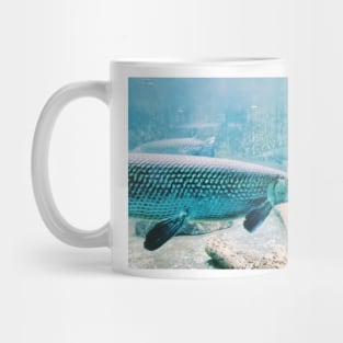 aquarium, fish, alligator gar, fish tank, gar fish, monster fish, tropical fish, gar, water change, fish keeper, monster fish keeper, exotic pets, pet, wet pet, wet pets Mug